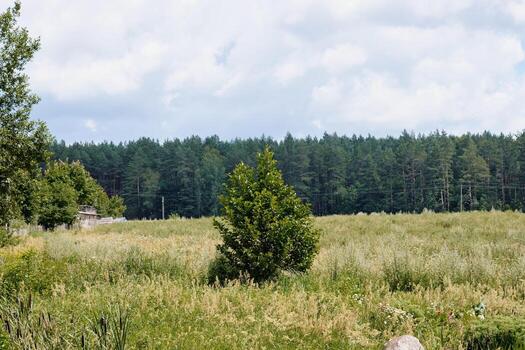 Lone tree stands in a field of tall grass with a forest backdrop under a cloudy sky on a summer day photo