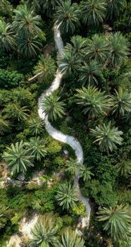 An aerial view of a path through a palm tree forest photo