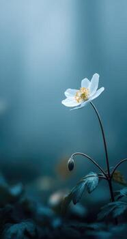 A single white flower is in the middle of a dark forest photo