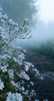 White flowers in the fog on a path photo