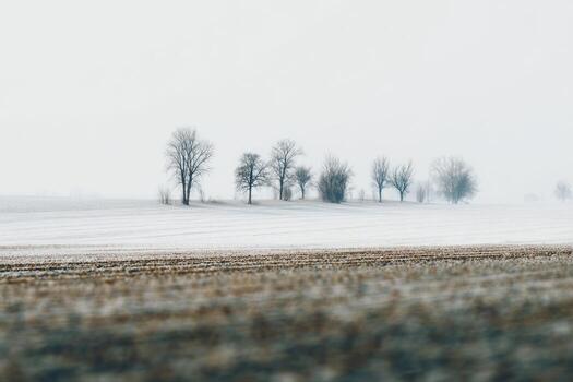A field with trees in the distance on a foggy day photo