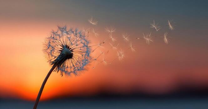 Dandelion blowing seeds at sunset photo