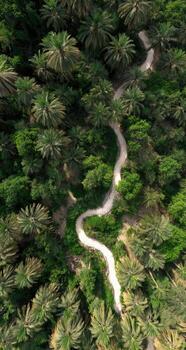 An aerial view of a winding path through a tropical forest photo