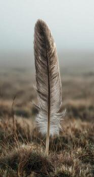 A feather is sitting on the ground in a field photo
