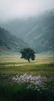 A lone tree in a field of grass photo