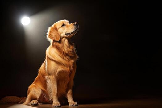 A golden retriever sits gracefully in a dark environment, illuminated by a soft spotlight that highlights its fur and calm demeanor. The dog exudes tranquility and elegance photo