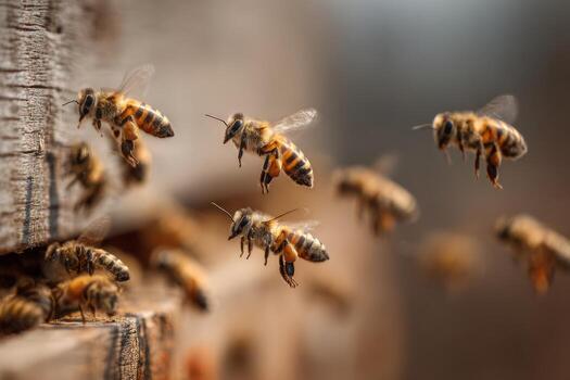 Honeybees hover and fly around their hive on a warm sunny afternoon, actively engaging in foraging and pollination activities as spring blooms flourish nearby photo