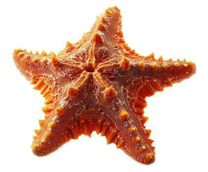 A close-up of a bright orange starfish against a clean white background photo