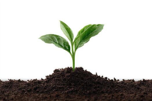 A small green plant sprouts from dark soil, against a clean white background photo