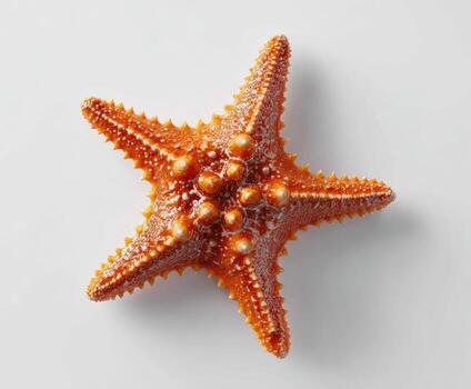 Overhead close-up of a starfish on a clean white background with detailed texture photo