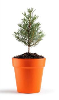 Small evergreen tree in orange pot photo