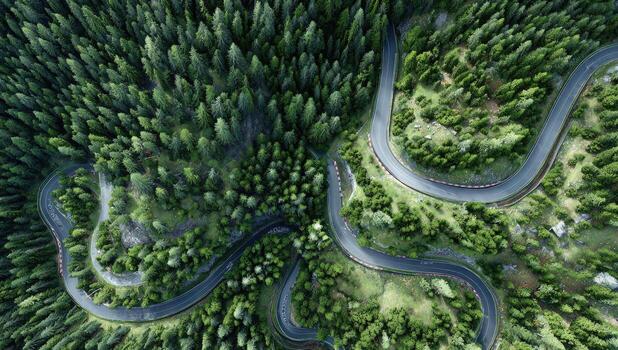 Aerial view of winding road through dense forest, surrounded by lush green trees photo