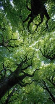 Low angle shot looking up through lush green tree canopy toward the sky photo