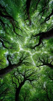Looking up through vibrant green tree canopy, branches reaching towards the sky photo