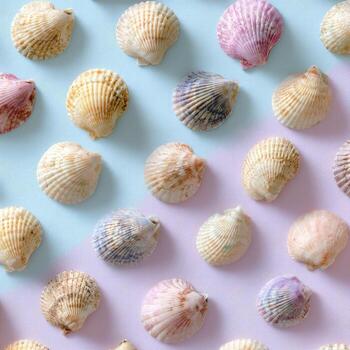Overhead close-up of seashells arranged diagonally on pastel pink and blue backdrop photo