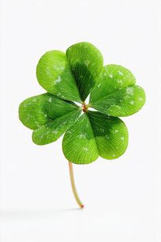 A macro shot of a four-leaf clover with vibrant green leaves against a white background photo