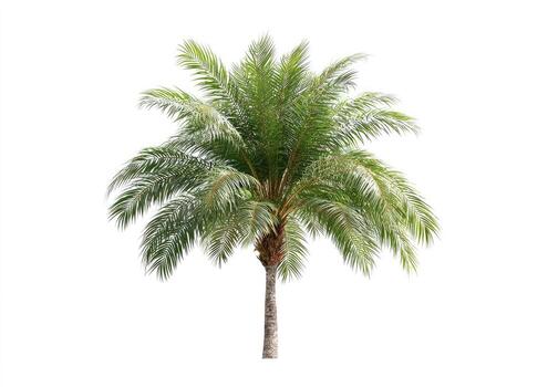 Isolated palm tree against white background. Lush green fronds radiate outward from a tall, slender trunk photo