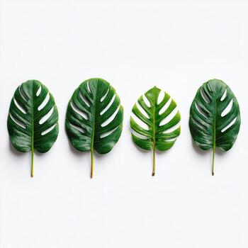 Four vibrant, green Monstera leaves with fenestrations arranged horizontally on a white background photo