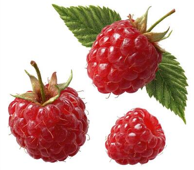 Three fresh raspberries, with leaves, isolated on white photo
