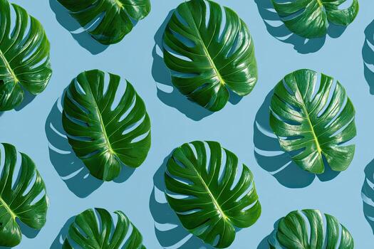 repitiendo modelo de lustroso, verde monstera hojas fundición oscuridad en un ligero azul superficie foto