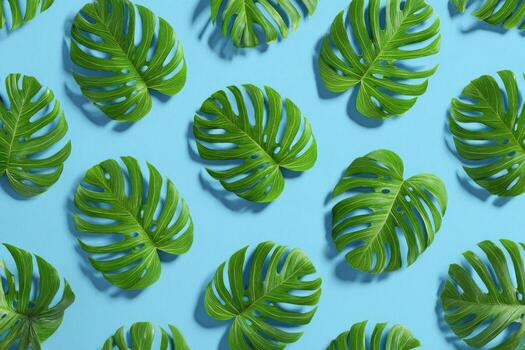 Lush green Monstera leaves arranged on a bright blue background, casting subtle shadows photo