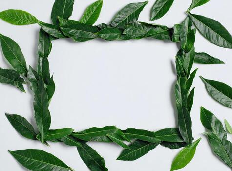 A rectangular frame of green leaves surrounds a white space with scattered leaves around it photo