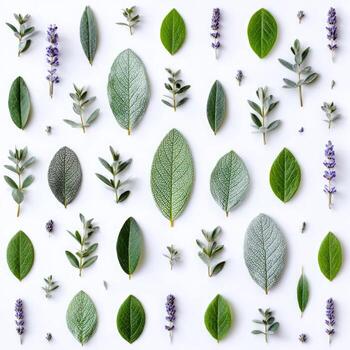 Flat lay arrangement of various green leaves and lavender sprigs on a white background photo