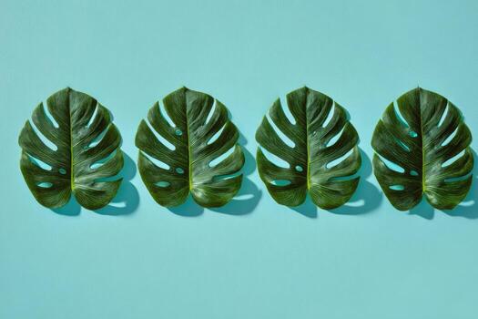 Four vibrant, split-leaf philodendron leaves aligned on a uniform blue background photo