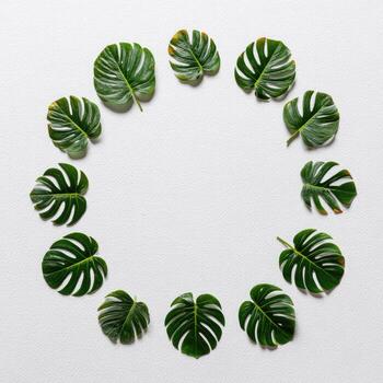 Lush green monstera leaves arranged in a circle, forming a natural frame on white photo