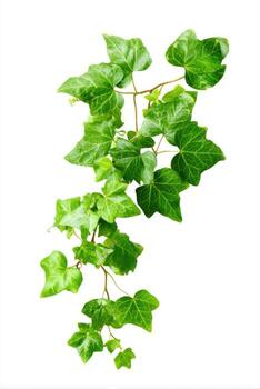 A green, leafy vine with multiple lobes and small buds, cascading down on a white backdrop photo
