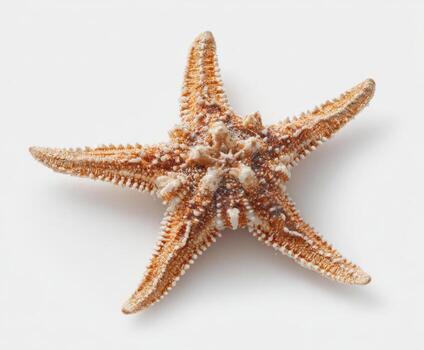Overhead shot of a dry, textured, five-pointed marine invertebrate on a plain white backdrop photo