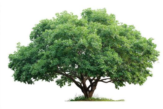 Lush green tree with a dense canopy and brown trunk isolated against a white background photo