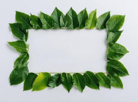 Rectangular frame made of green leaves on a white background, creating copy space photo
