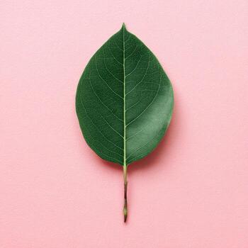 Single green leaf on a delicate stem, set against a soft pink background photo