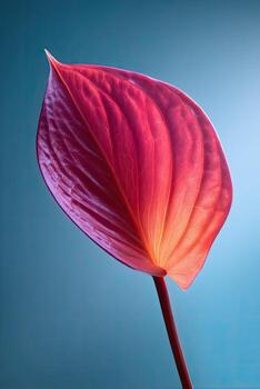 Close-up of a vibrant red leaf with a smooth texture and gradient against a blue backdrop photo
