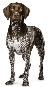 Brown and White Spotted Dog Standing Proudly on White Background with Alert Expression photo