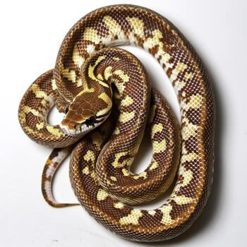 Beautiful Orange and Brown Python Coiled Gracefully on White Background photo