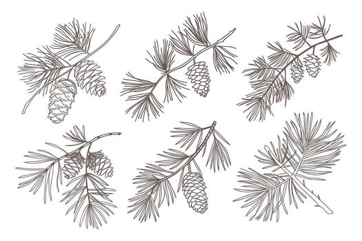 Set of pine branches with cones. Branches of pine trees with cones. vector