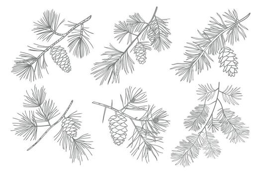 Set of pine branches with cones. Branches of pine trees with cones. Hand drawn illustration. vector