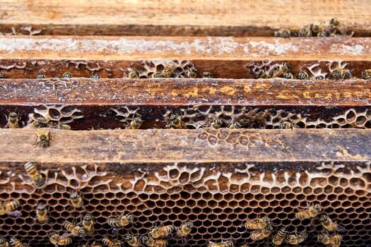 Close-up view of busy honeybees working around beehive frames and honeycomb structure in apiary. photo