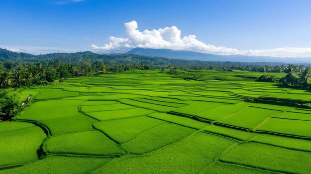 Aerial View of Lush Green Rice Paddies with Symmetrical Patterns Under Clear Blue Sky photo
