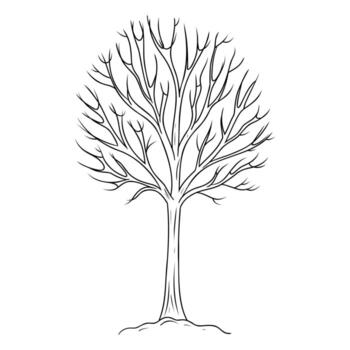 Bare winter tree thin outline. Thin line winter element. isolated illustration on white background. vector