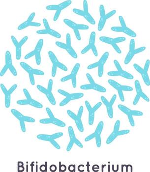 Bifidobacterium bacteria microorganisms creating gut microbiome illustration vector