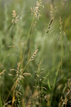 fresh, green grass to be used as a simple background, conveying a sense of health, environment, or spring, optimized for stories and reels. fresh spring grass copy space photo