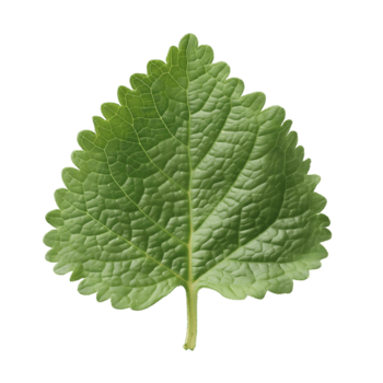 herbe à chat feuille isolé sur transparent Contexte png