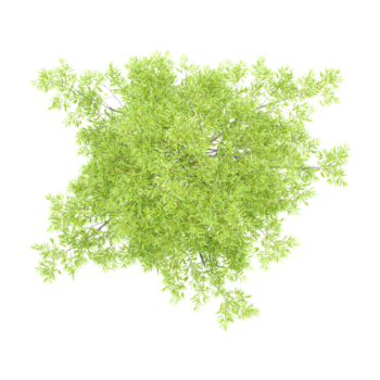 3D rendering of Willow oak tree on transparent background from the top view png