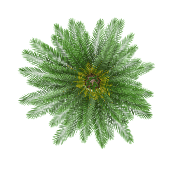 3D rendering of Fishbone waterfern tree on transparent background from the top view png