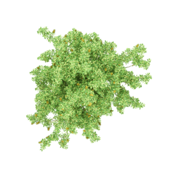 3D rendering of Coast banksia tree on transparent background from the top view png