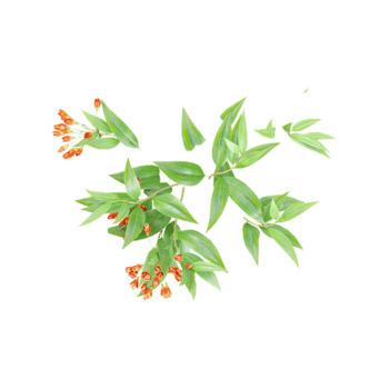 Green Trailing lily creeper tree isolated on transparent Canvas from top view png