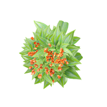 3d illustration of Trailing lily creeper tree isolated on transparent background from top view png